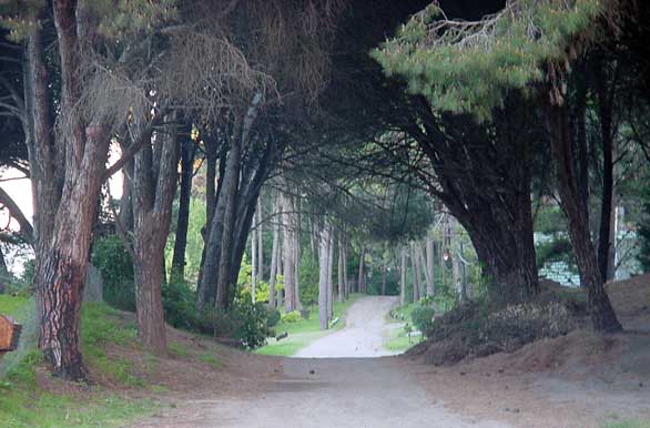 Una calle de Pinamar entre los pinos